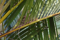 Pycnonotus barbatus layardi