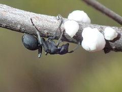 Polyrhachis viscosa