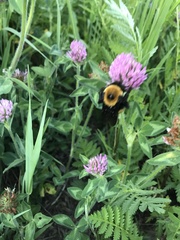 Bombus nevadensis