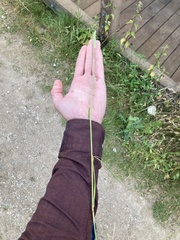 Phleum pratense nodosum