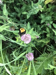 Bombus nevadensis