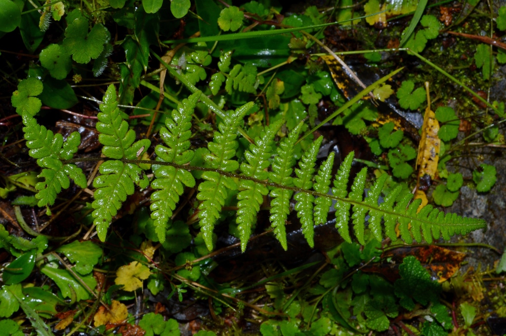 Pseudophegopteris levingei