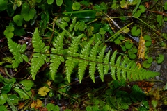 Pseudophegopteris levingei