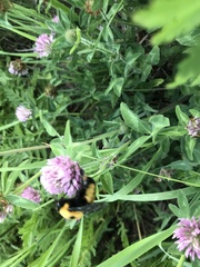 Bombus nevadensis