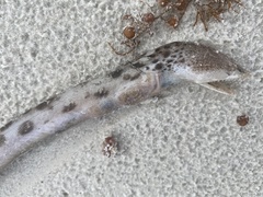 Echiophis intertinctus