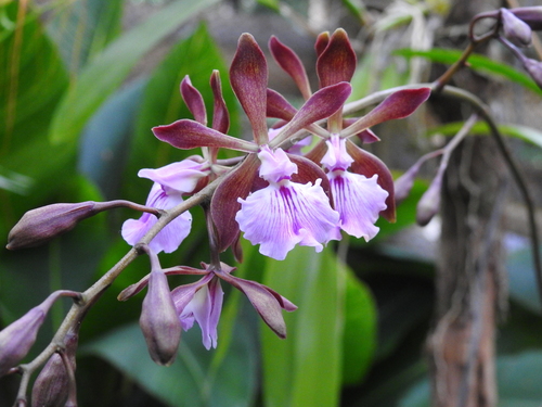 Cuban Encyclia