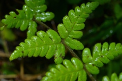 Pseudophegopteris levingei