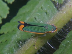 Stephanolla quepelana