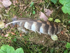 Strix aluco sylvatica