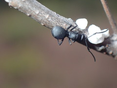 Polyrhachis viscosa