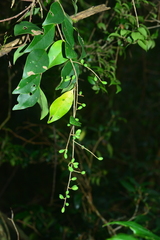 Ligustrum liukiuense