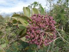 Euphorbia bicompacta