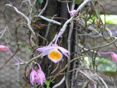 Dendrobium loddigesii