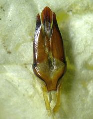 Byrrhus pilula