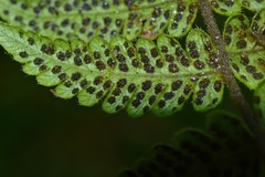 Pseudophegopteris levingei