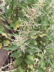 Urtica dioica dioica