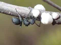 Polyrhachis viscosa