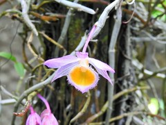 Dendrobium loddigesii