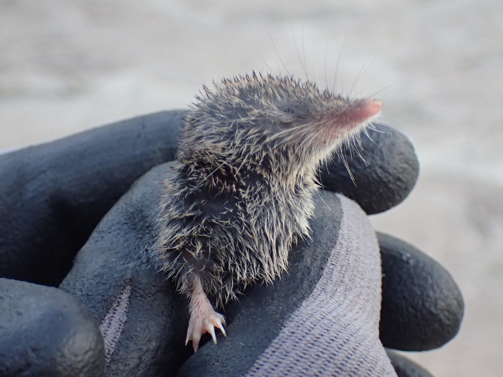 Bicolored African White-toothed Shrew