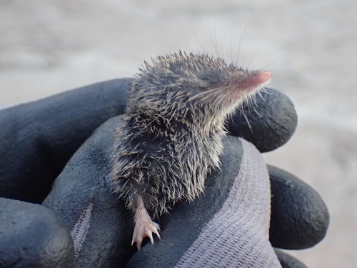 Bicolored African White-toothed Shrew (Crocidura fuscomurina)