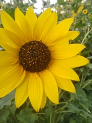 Helianthus