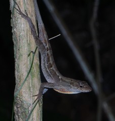Anolis wilsoni