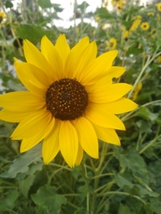 Helianthus