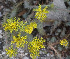 Petrosedum orientale