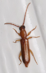 Smodicum cucujiforme