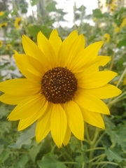 Helianthus
