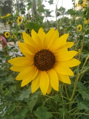 Helianthus
