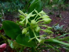 Epidendrum chlorocorymbos