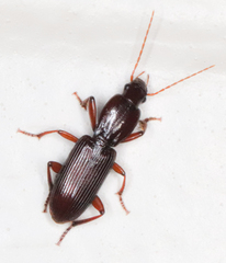 Stenomorphus