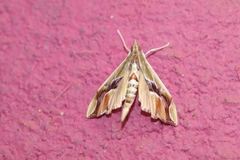 Agathodes ostentalis