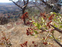 Crassula sarcocaulis