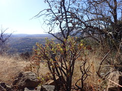 Crassula sarcocaulis