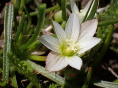 Lewisia pygmaea