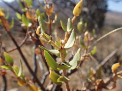Crassula sarcocaulis