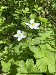 Anemonastrum baicalense