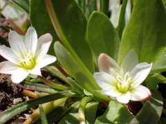 Lewisia pygmaea