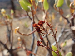 Crassula sarcocaulis