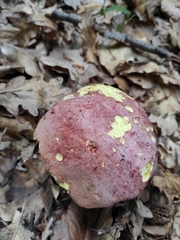 Butyriboletus regius