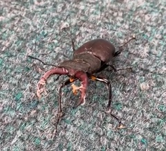 Lucanus cervus