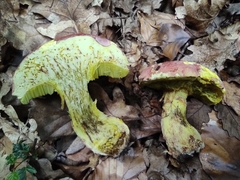 Butyriboletus regius