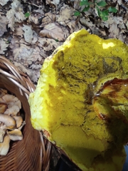 Butyriboletus regius