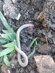 Amphisbaena angustifrons