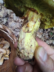Butyriboletus regius