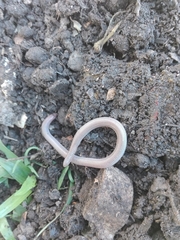 Amphisbaena angustifrons