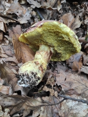 Butyriboletus regius
