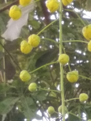 Cassia fistula